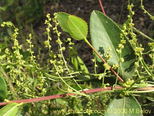 Bild von Dioscorea saxatilis (Jabón del monte). Klicken Sie, um den Ausschnitt zu vergrössern.