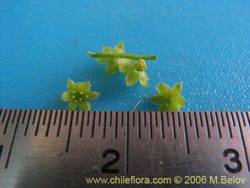 Bild von Dioscorea saxatilis (Jabón del monte). Klicken Sie, um den Ausschnitt zu vergrössern.