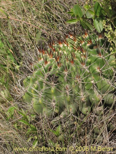 Bild von Eriosyce curvispina ssp. curvispina (). Klicken Sie, um den Ausschnitt zu vergrössern.