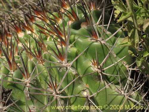 Bild von Eriosyce curvispina ssp. curvispina (). Klicken Sie, um den Ausschnitt zu vergrössern.