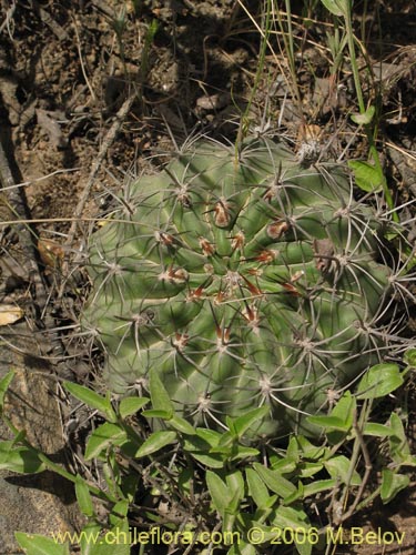 Bild von Eriosyce curvispina ssp. curvispina (). Klicken Sie, um den Ausschnitt zu vergrössern.