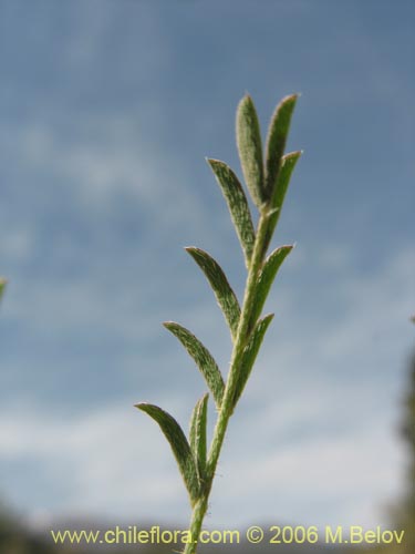 Imágen de Adesmia sp. #1623 (). Haga un clic para aumentar parte de imágen.