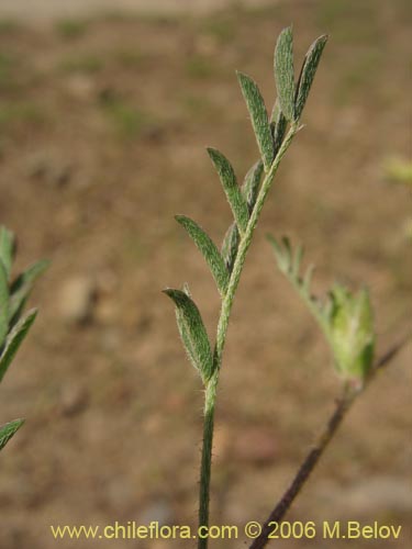 Imágen de Adesmia sp. #1623 (). Haga un clic para aumentar parte de imágen.