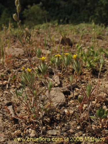 Image of Chaetanthera moenchioides (). Click to enlarge parts of image.