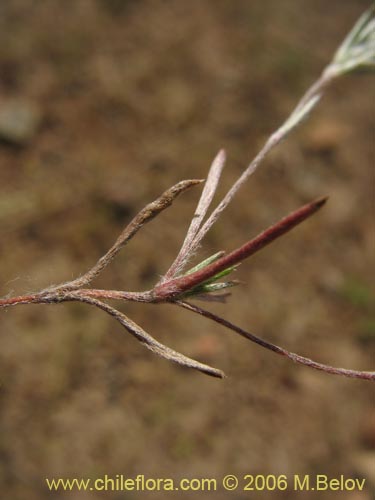 Bild von Chaetanthera moenchioides (). Klicken Sie, um den Ausschnitt zu vergrössern.