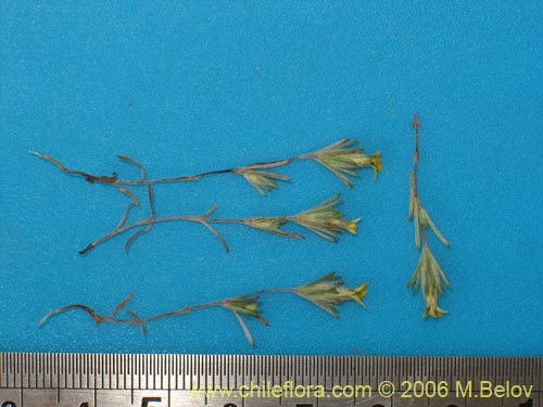 Bild von Chaetanthera moenchioides (). Klicken Sie, um den Ausschnitt zu vergrössern.