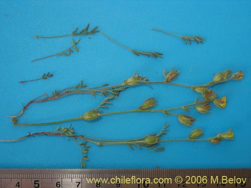 Imágen de Adesmia sp. #1623 (). Haga un clic para aumentar parte de imágen.