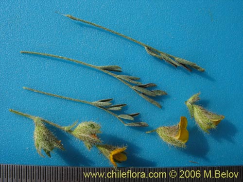 Imágen de Adesmia sp. #1623 (). Haga un clic para aumentar parte de imágen.