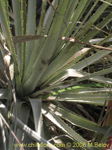 Bild von Puya coerulea (). Klicken Sie, um den Ausschnitt zu vergrössern.