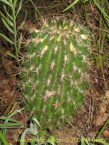 Bild von Eriosyce curvispina ssp. curvispina (). Klicken Sie, um den Ausschnitt zu vergrössern.