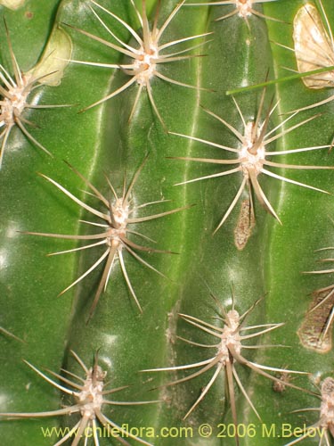 Bild von Eriosyce curvispina ssp. curvispina (). Klicken Sie, um den Ausschnitt zu vergrössern.