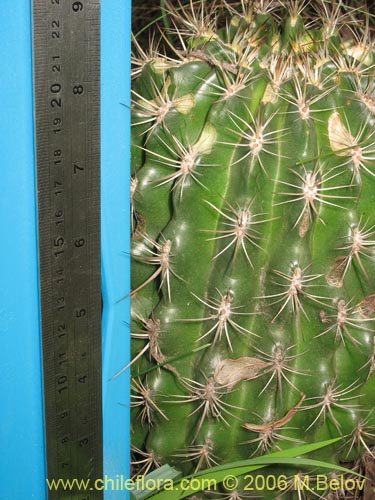 Bild von Eriosyce curvispina ssp. curvispina (). Klicken Sie, um den Ausschnitt zu vergrössern.