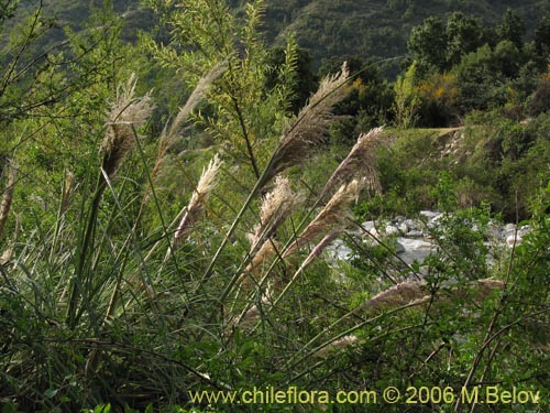 Image of Cortaderia rudiuscula (Cola de zorro). Click to enlarge parts of image.