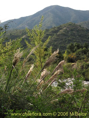 Image of Cortaderia rudiuscula (Cola de zorro). Click to enlarge parts of image.