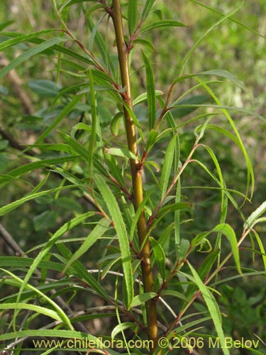 Image of Salix humboldtiana (Sauce amargo). Click to enlarge parts of image.