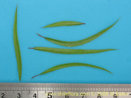 Image of Salix humboldtiana (Sauce amargo). Click to enlarge parts of image.