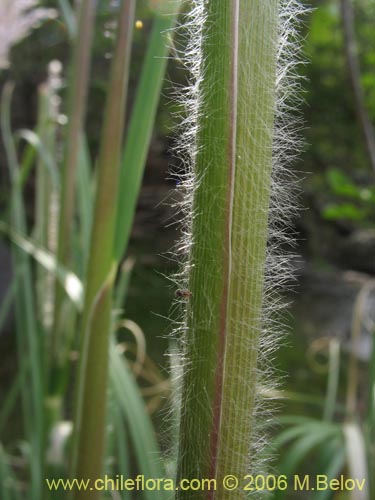 Image of Cortaderia rudiuscula (Cola de zorro). Click to enlarge parts of image.