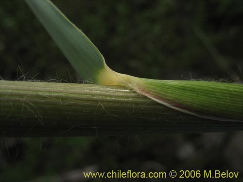 Image of Cortaderia rudiuscula (Cola de zorro). Click to enlarge parts of image.