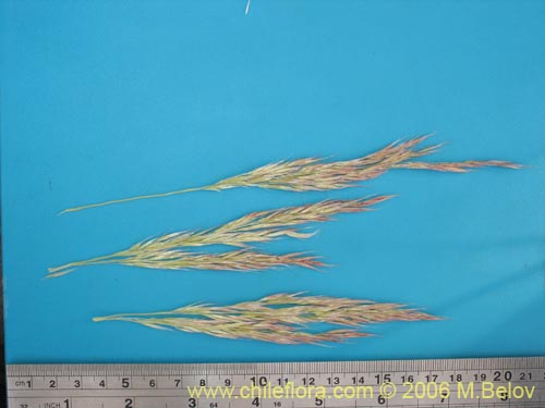 Image of Cortaderia rudiuscula (Cola de zorro). Click to enlarge parts of image.
