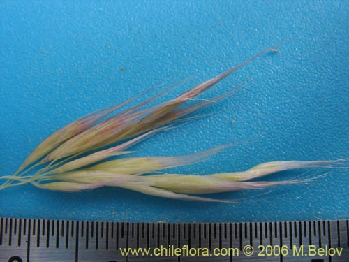 Image of Cortaderia rudiuscula (Cola de zorro). Click to enlarge parts of image.