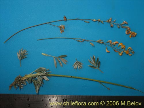 Adesmia mucronata의 사진