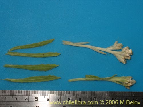 Image of Gnaphalium philippii (). Click to enlarge parts of image.