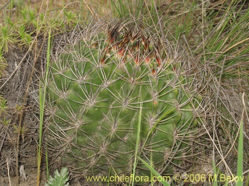 Bild von Eriosyce curvispina ssp. curvispina (). Klicken Sie, um den Ausschnitt zu vergrössern.