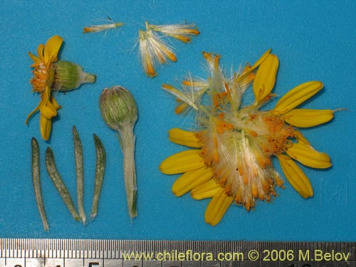 Imágen de Senecio sp. #1627 (). Haga un clic para aumentar parte de imágen.