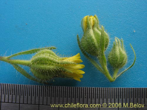 Image of Madia sativa (Melosa / Madia). Click to enlarge parts of image.