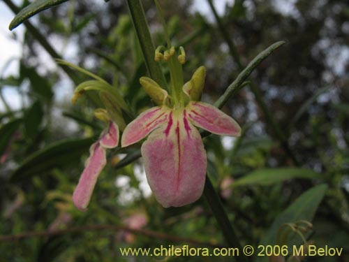 Image of Teucrium bicolor (Oreganillo). Click to enlarge parts of image.