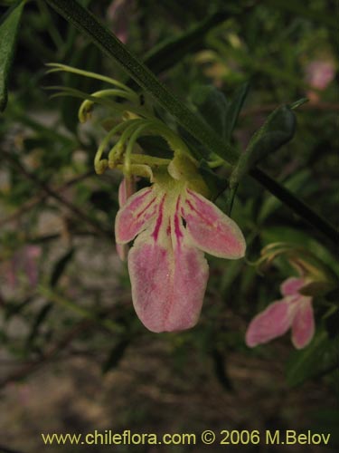 Image of Teucrium bicolor (Oreganillo). Click to enlarge parts of image.