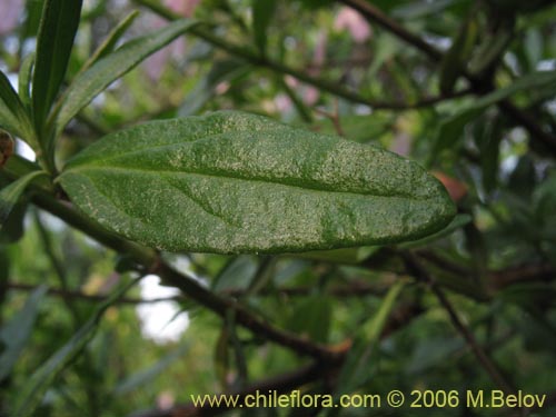 Image of Teucrium bicolor (Oreganillo). Click to enlarge parts of image.