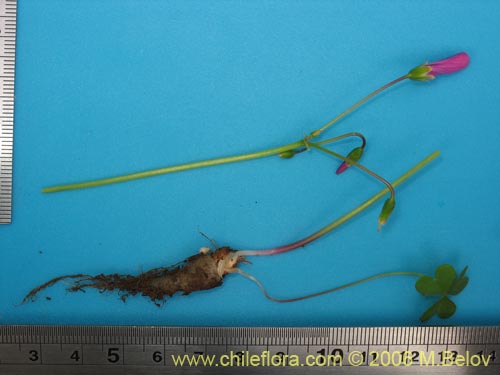 Image of Oxalis arenaria (Vinagrillo / Culle). Click to enlarge parts of image.