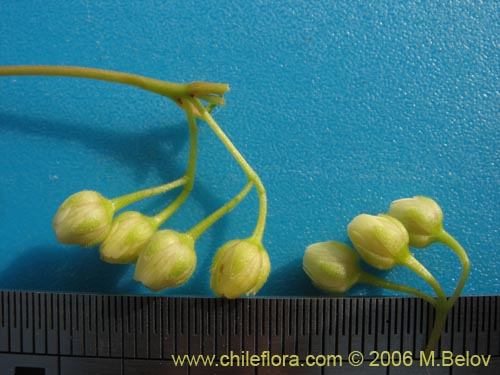 Aristotelia chilensis的照片