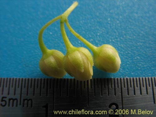 Aristotelia chilensis的照片