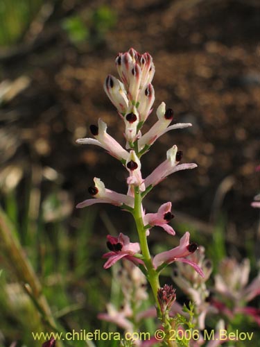 Fumaria agraria의 사진