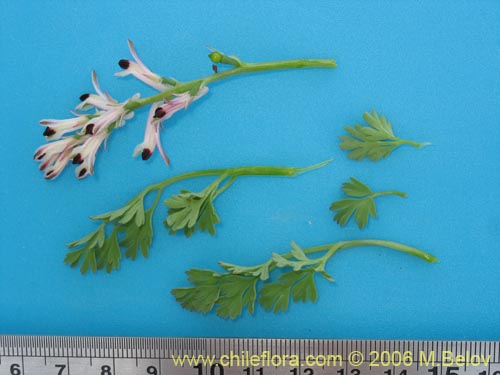 Fumaria agraria의 사진