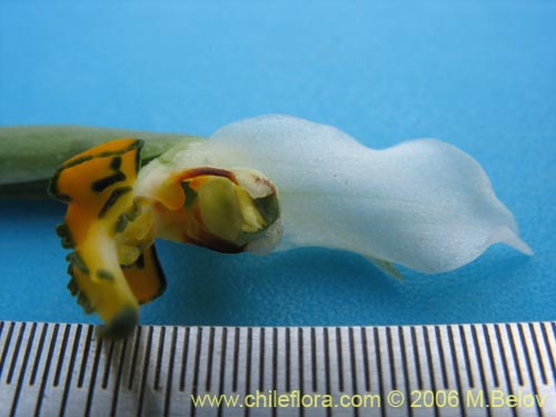 Image of Gavilea venosa (). Click to enlarge parts of image.