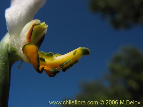 Image of Gavilea venosa (). Click to enlarge parts of image.