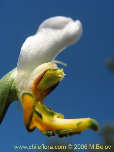 Image of Gavilea venosa (). Click to enlarge parts of image.