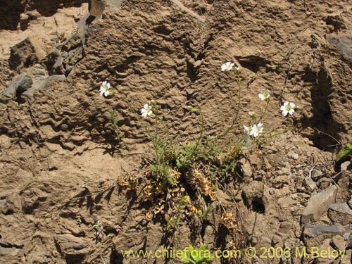 Image of Cerastium arvense (Cuernecita). Click to enlarge parts of image.