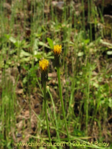Asteraceae sp. #1858의 사진