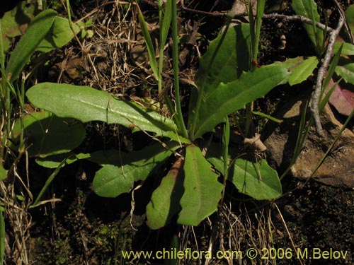 Asteraceae sp. #1858의 사진