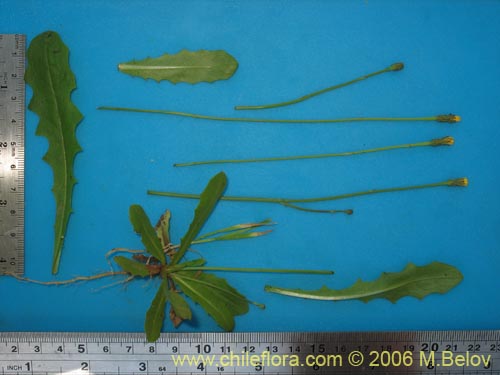 Asteraceae sp. #1858의 사진