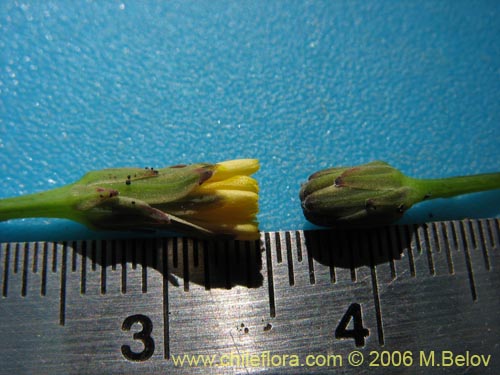 Asteraceae sp. #1858의 사진