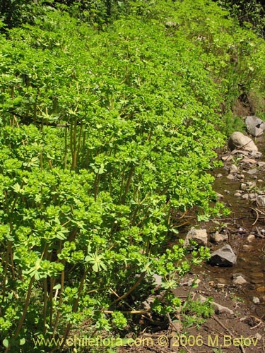 Image of Euphorbia helioscopia (Pichoa / Pichoga). Click to enlarge parts of image.