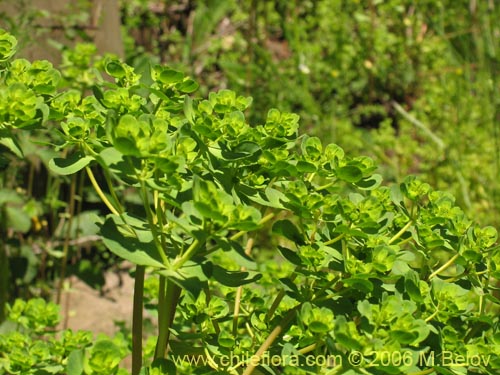 Image of Euphorbia helioscopia (Pichoa / Pichoga). Click to enlarge parts of image.