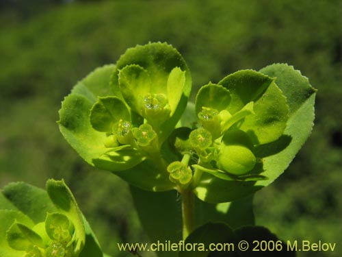Image of Euphorbia helioscopia (Pichoa / Pichoga). Click to enlarge parts of image.