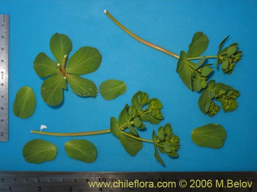 Bild von Euphorbia helioscopia (Pichoa / Pichoga). Klicken Sie, um den Ausschnitt zu vergrössern.