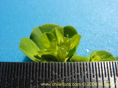 Bild von Euphorbia helioscopia (Pichoa / Pichoga). Klicken Sie, um den Ausschnitt zu vergrössern.